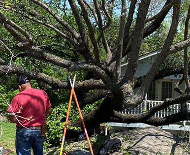 a man with tree trimmers