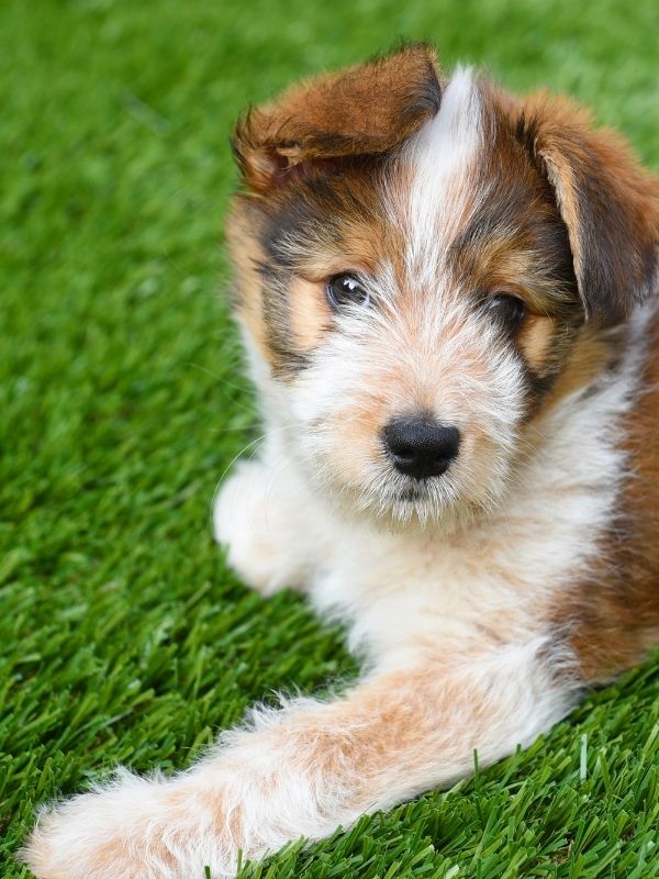 Artificial pet turf with a puppy on it. 
