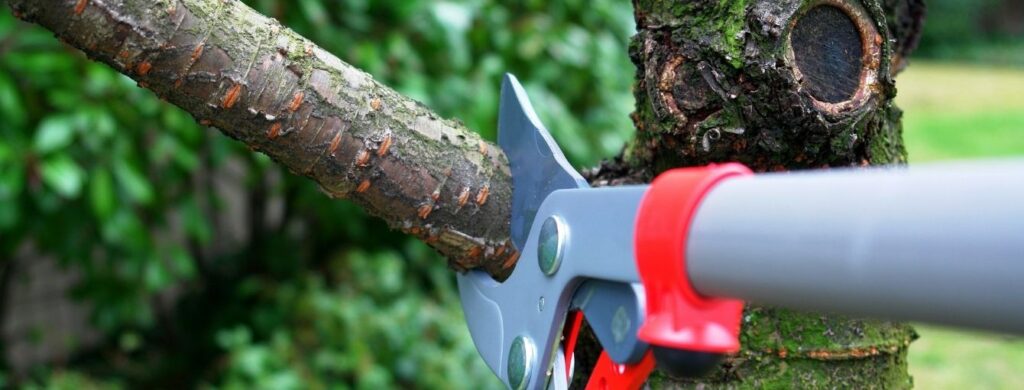 Tool cutting branch of a tree